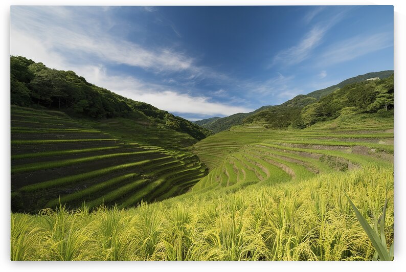 Rice fields on terraced landscapes blue sky by Iremia Tudor