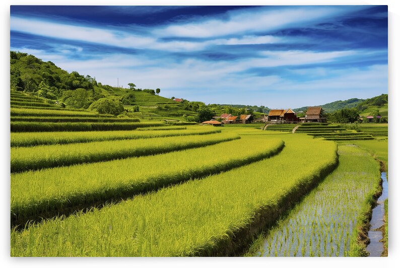 Rice fields on terraced landscapes blue sky 4 by Iremia Tudor
