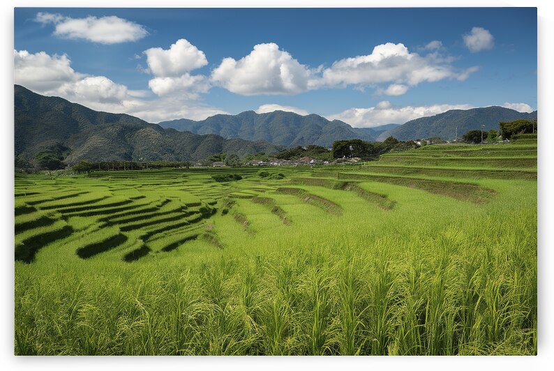 Rice fields on terraced landscapes blue sky 2 by Iremia Tudor