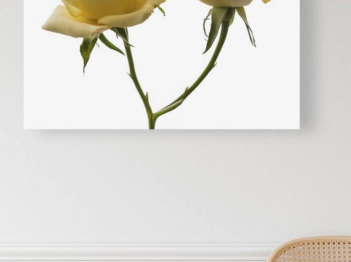 open bud of a beautiful yellow blooming rose on a 1722613871.3563 by Iremia Tudor