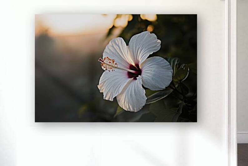 Hawaiian hibiscus in backlit light translucent wh 1722613909.2122 by Iremia Tudor