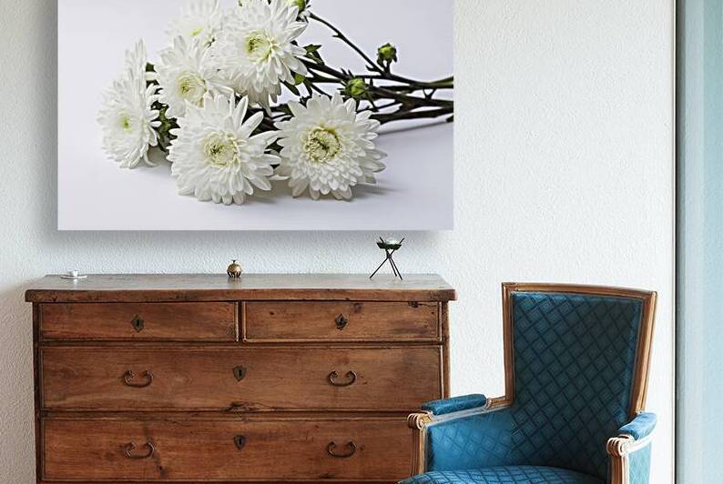 branch of white chrysanthemum flowers on a white  1722613903.6115 by Iremia Tudor