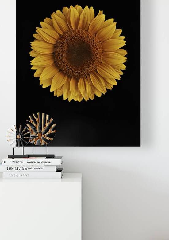 beautiful sunflower isolated on a black backgroun 1722613904.8735 by Iremia Tudor