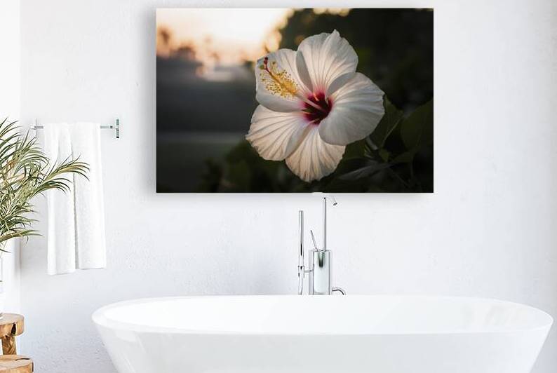 Hawaiian hibiscus in backlit light translucent wh by Iremia Tudor