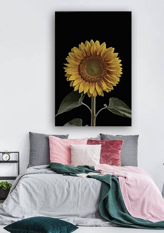 beautiful sunflower isolated on a black backgroun 1722613908.3674 by Iremia Tudor