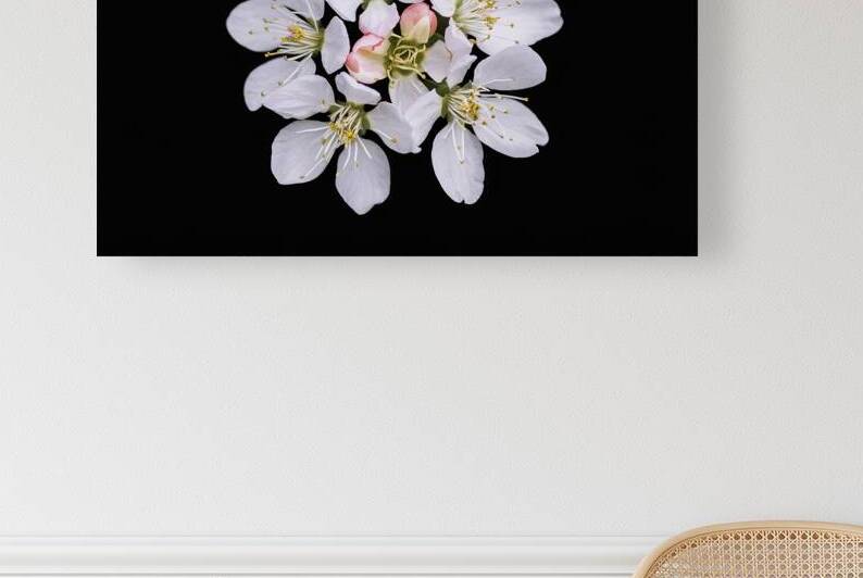 Beautiful delicate white flowers of apple blossom 1722613884.6647 by Iremia Tudor