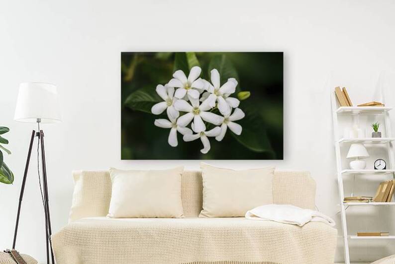 Bunch of white jasmine aromatic flowers 2 by Iremia Tudor