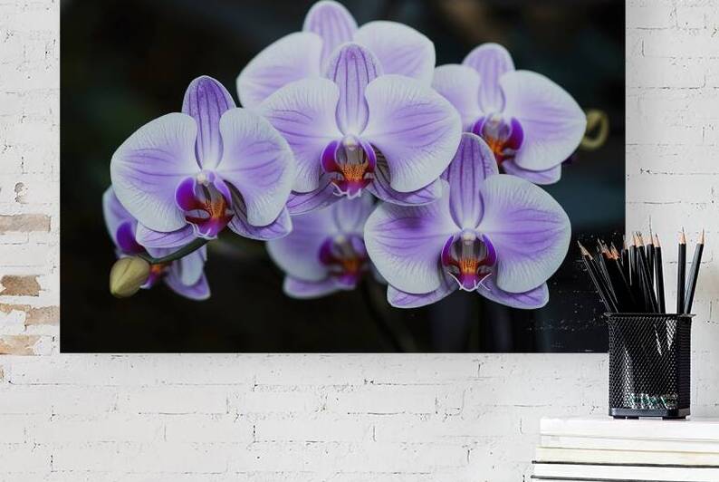 Group of pastel purple Orchid flowers in dark bac by Iremia Tudor