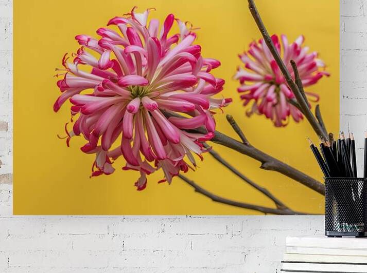 Branches of a pink flower of Billbergia on a yell 1722613905.7882 by Iremia Tudor