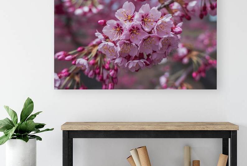 Close up bunch of Wild Himalayan cherry blossom f 1722614309.3822 by Iremia Tudor