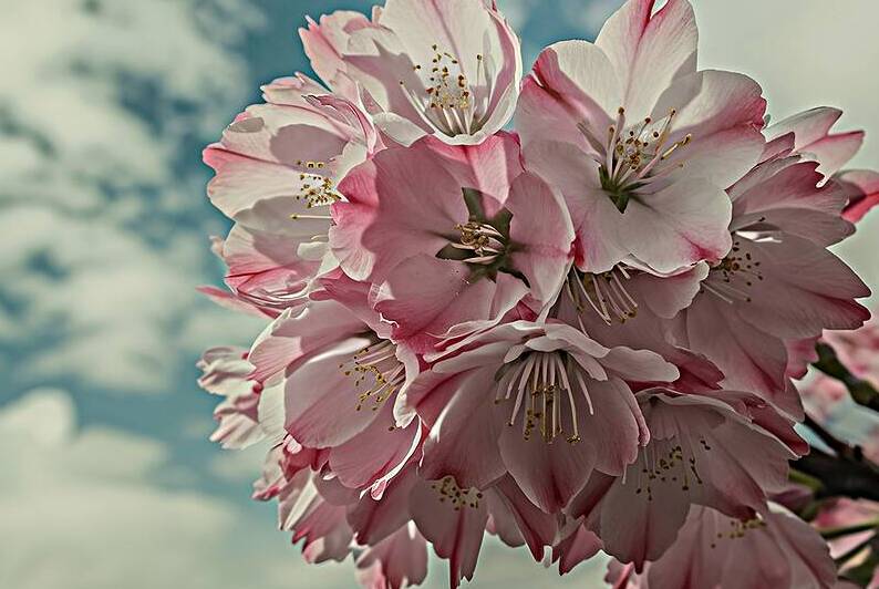 Close up bunch of Wild Himalayan cherry blossom f 1722614311.2772 by Iremia Tudor