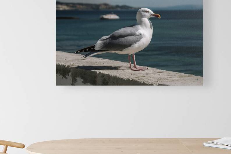 A standing grey seagull on the concrete wall 3.jp by Iremia Tudor