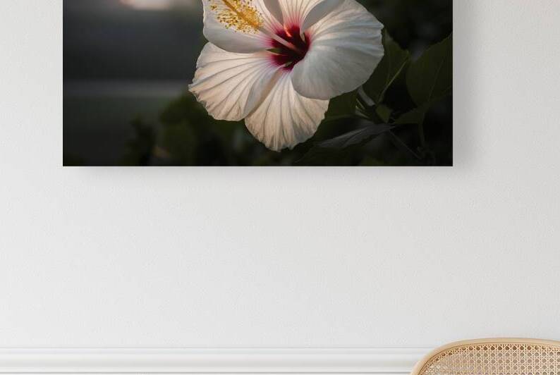 Hawaiian hibiscus in backlit light translucent wh by Iremia Tudor