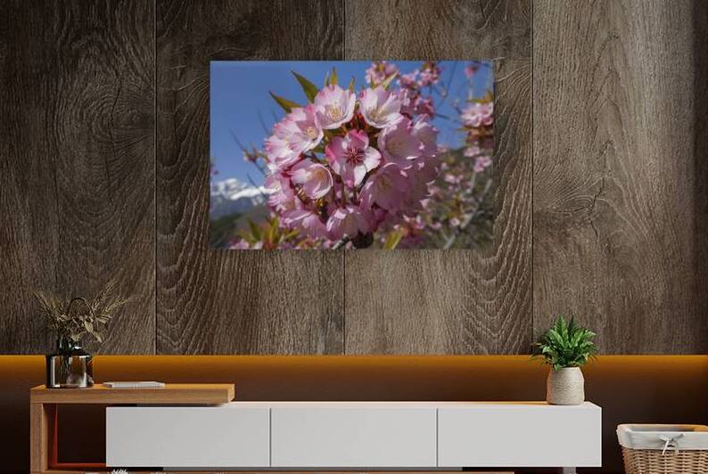 Close up bunch of Wild Himalayan cherry blossom f 1722614311.2761 by Iremia Tudor