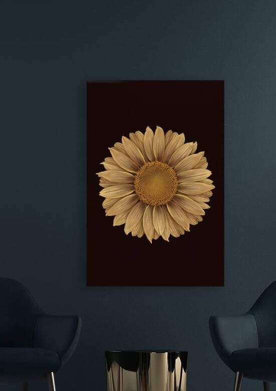 beautiful sunflower isolated on a black backgroun by Iremia Tudor