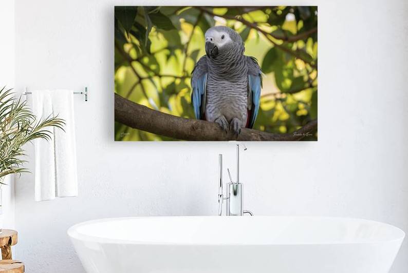 close up a single beautiful african grey parrot p by Iremia Tudor
