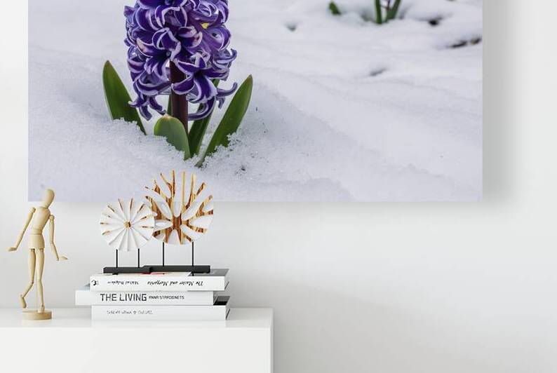 Hyacinth flower growing in snow in early spring f by Iremia Tudor