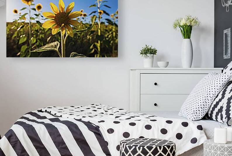 Baby Sunflower yellow color in the field by Iremia Tudor