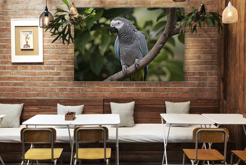 close up a single beautiful african grey parrot p 1722614311.0166 by Iremia Tudor