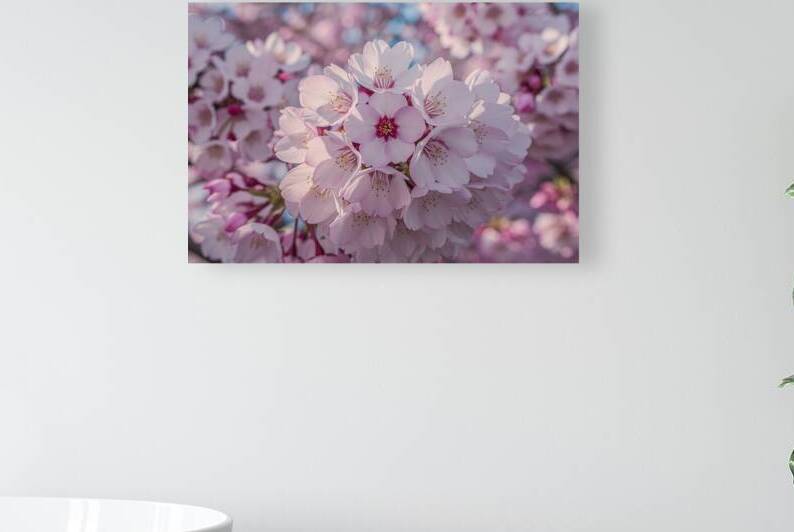 Close up bunch of Wild Himalayan cherry blossom f by Iremia Tudor