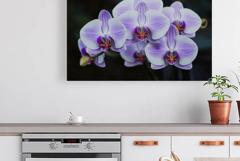 Group of pastel purple Orchid flowers in dark bac by Iremia Tudor