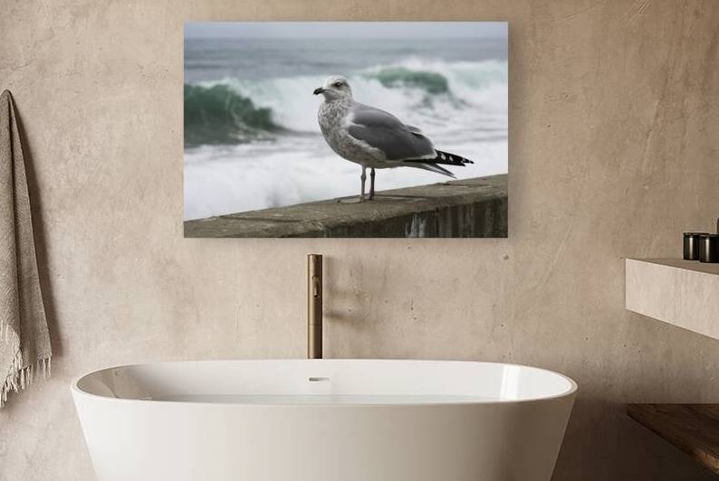A standing grey seagull on the concrete wall 2.jp by Iremia Tudor