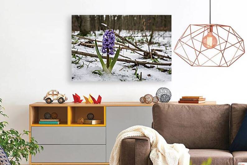 Hyacinth flower growing in snow in early spring f 1722614722.0097 by Iremia Tudor