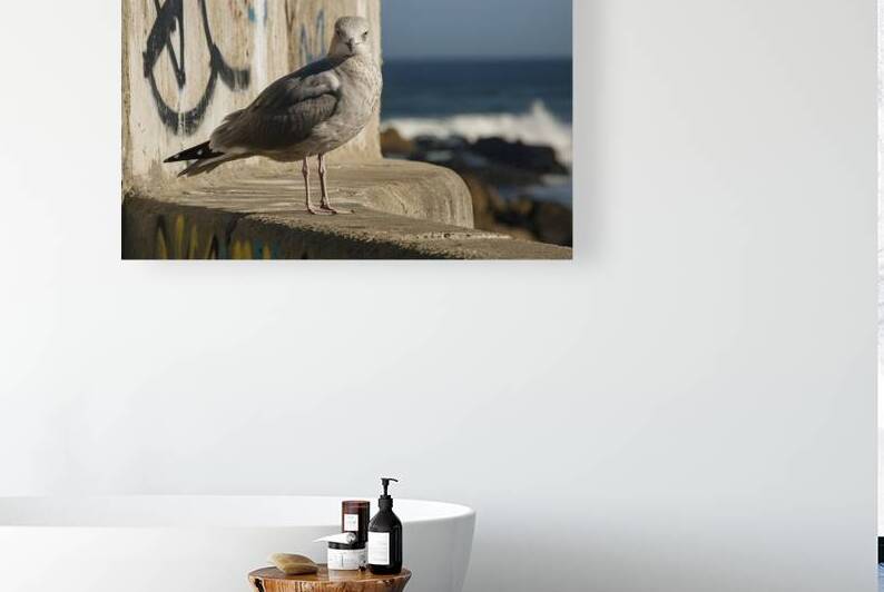 A standing grey seagull on the concrete wall by Iremia Tudor