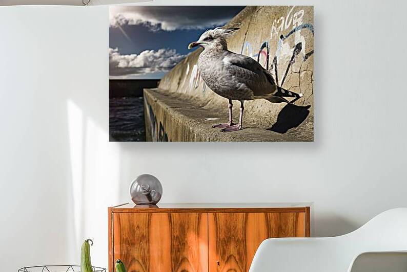 A standing grey seagull on the concrete wall 4.jp by Iremia Tudor