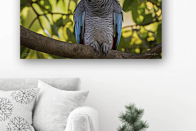 close up a single beautiful african grey parrot p by Iremia Tudor