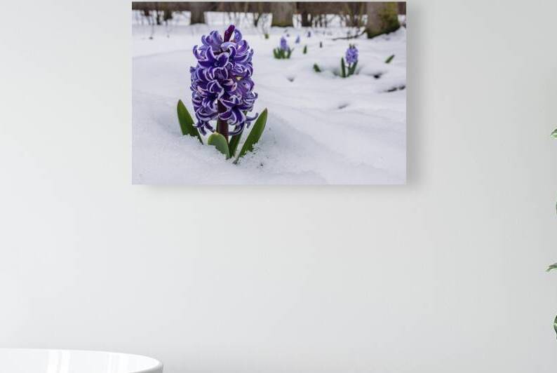 Hyacinth flower growing in snow in early spring f by Iremia Tudor