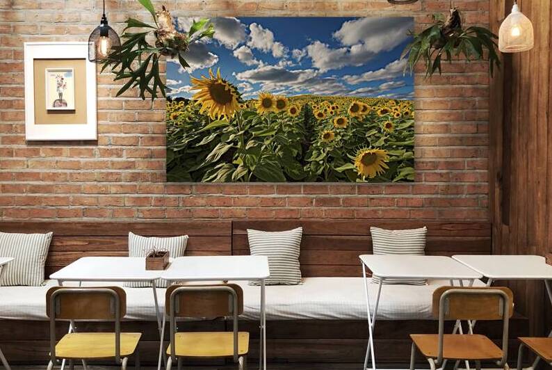 Beautiful sunflower field in summer. yellow flowe by Iremia Tudor