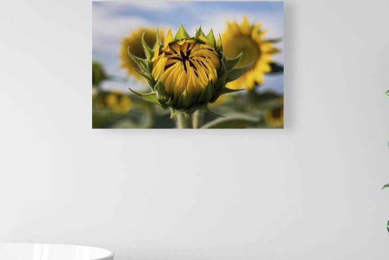 Baby Sunflower yellow color in the field 3 by Iremia Tudor
