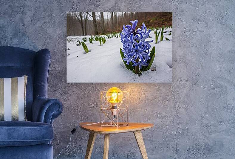 Hyacinth flower growing in snow in early spring f 1722614716.8506 by Iremia Tudor