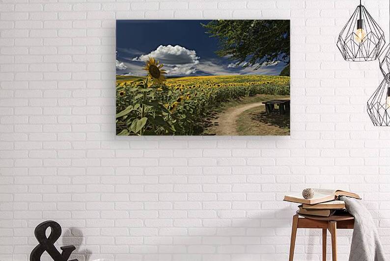 Beautiful sunflower field in summer. yellow flowe 1722616131.7817 by Iremia Tudor