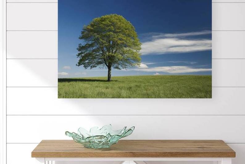 Single tree on green meadow and blue sky bright v by Iremia Tudor
