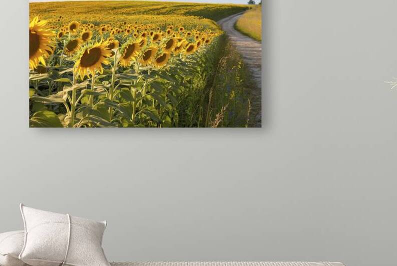 Beautiful sunflower field in summer. yellow flowe 1722616124.9118 by Iremia Tudor
