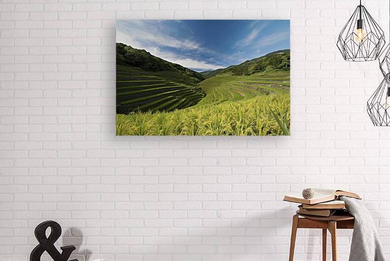 Rice fields on terraced landscapes blue sky by Iremia Tudor