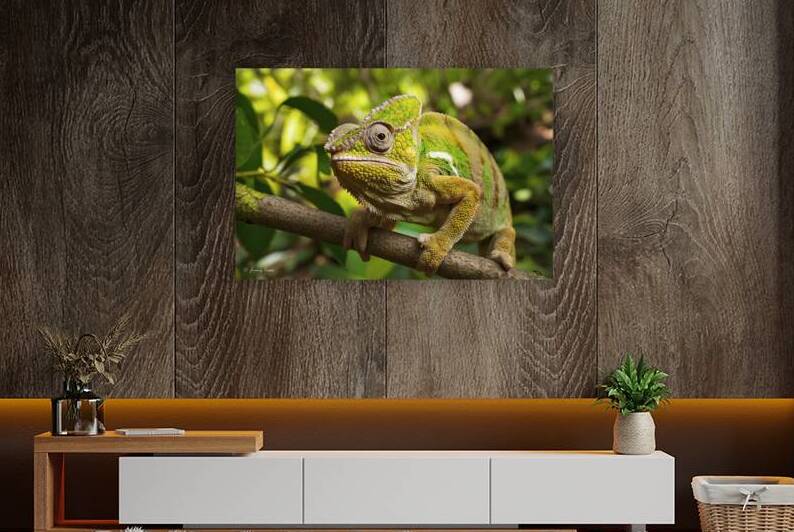 close up chameleon on branch in the forest by Iremia Tudor