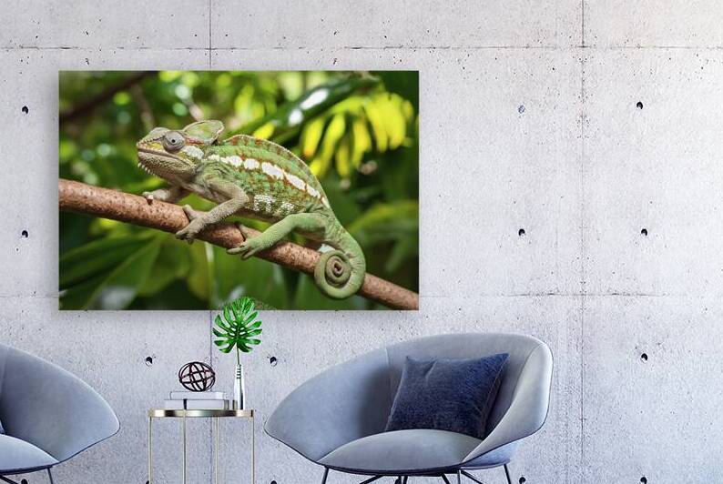 close up chameleon on branch in the forest 2 by Iremia Tudor