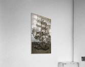 Sacred tree Acrylic Print