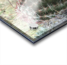 Cactus Close-Up Acrylic print