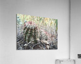 Cactus Close-Up Acrylic Print