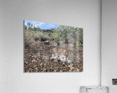 Volcano Flower Acrylic Print