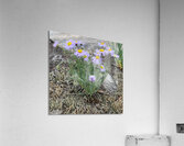 Wildflowers Acrylic Print