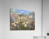 Survivors Acrylic Print