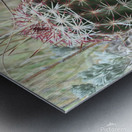 Cactus Close-Up Metal print