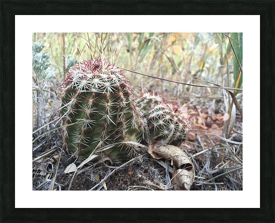 Cactus Close-Up Picture Frame print