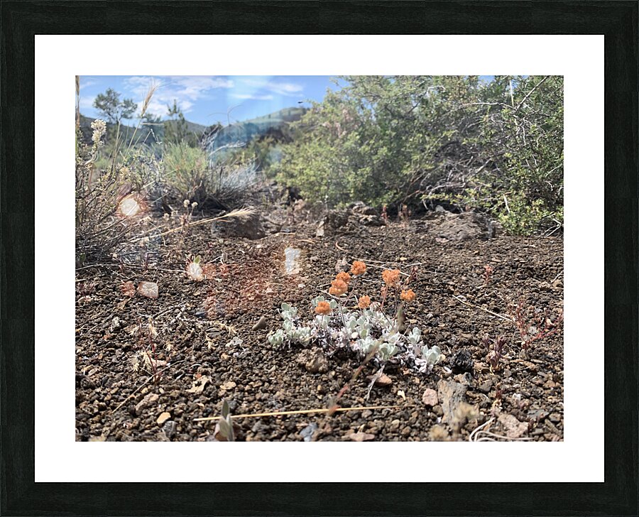 Volcano Flower Picture Frame print