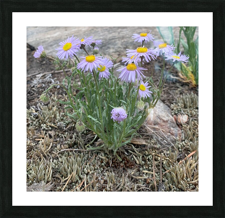 Wildflowers Picture Frame print
